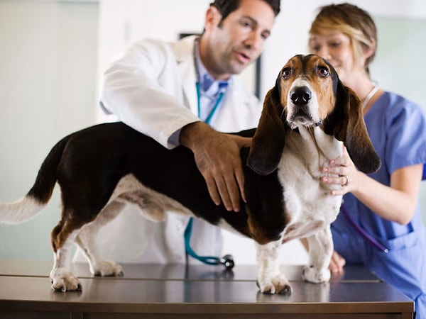 Вы могли бы стать ветеринаром!