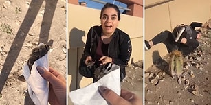 Kuş Korkusu Yüzünden Farkında Olmadan Kaktüse Oturan Kadın