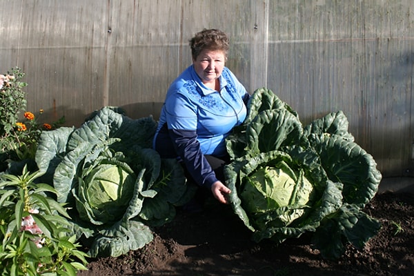 9. Десятикилограммовая капуста со своей хозяйкой!