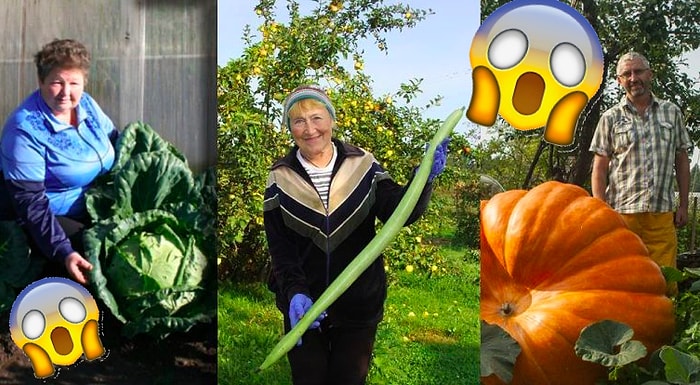 Размер имеет значение: Белорусские садоводы и дачники бьют все рекорды по размерам плодов своих трудов