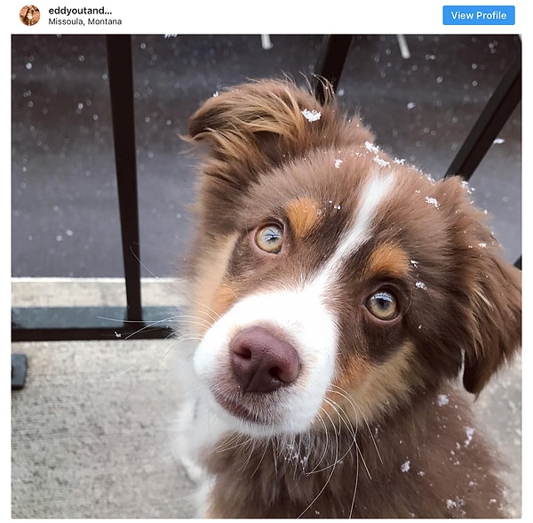 19. Австралийская овчарка - 7.2 млн постов