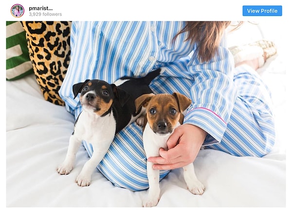 16. Джек-рассел-терьер - 10.4 млн постов