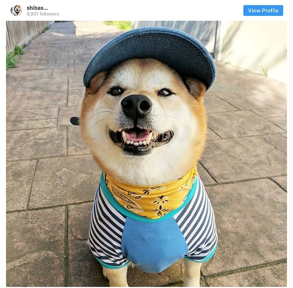 13. Сиба-ину - 11.8 млн постов