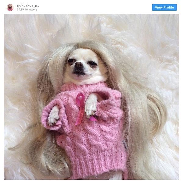 3. Чихуа́хуа - 27.6 млн постов