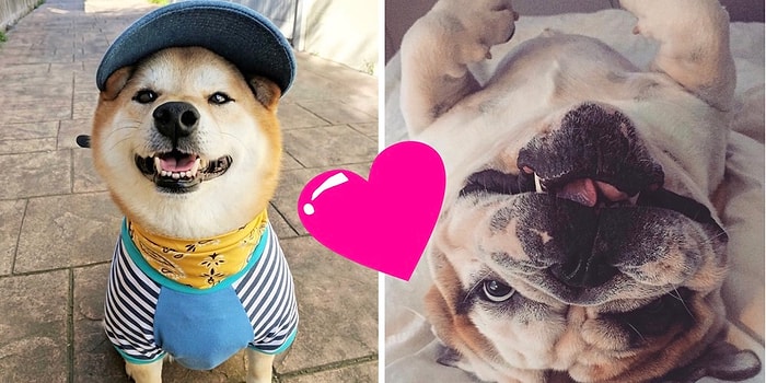 Хвостатый рейтинг: 20 самых трендовых пород собак по версии Инстаграма