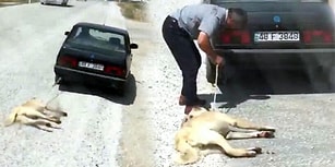 Köpeğini Arabasının Arkasına Bağlayıp Sürüklemişti: Altı Ay Barınakta Çalışma Cezası