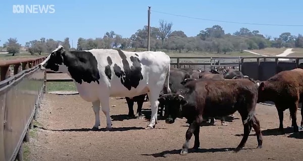 5. Только задумайтесь о количестве навоза, которое она производит 💩