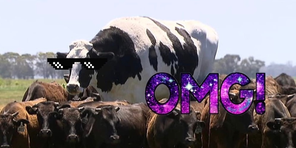 Посмотрите на эту огромную австралийскую корову, которая точно не парится по поводу своих пышных форм