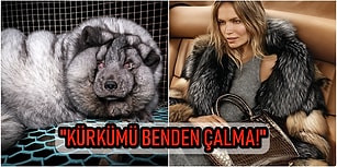 "Kürkler Hayvanlara Aittir İnsanlara Değil!" Hayvan Hakları Savunucuları Sayesinde Dev Markalar Kürk Kullanımını Durdurdu!