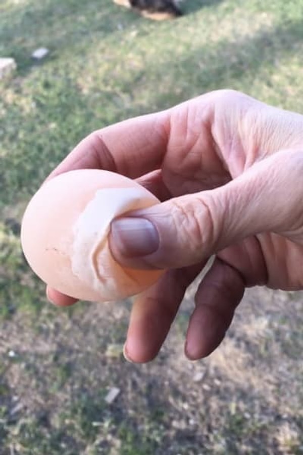 14. А это то самое яйцо из рекламы зубной пасты?