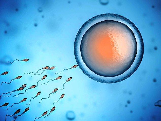 2. Sperm, ovülasyonu (yumurtlama) tetiklemek konusunda da önemli bir rol oynuyor.