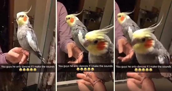 Beatbox Yapan Dostuna Yaptığı Dansla Eşlik Eden Papağan