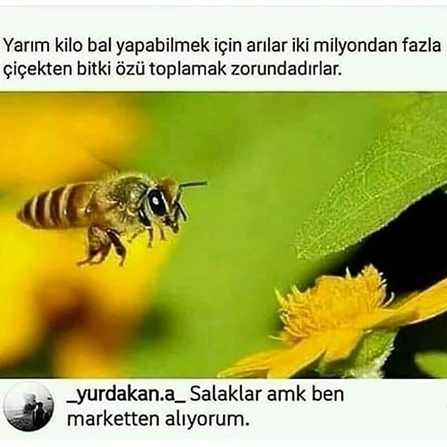 Ülkemizin her yerinden bilim insanı fışkırıyor, görüyorsunuz...