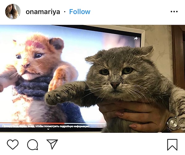 3. Дайте коту пару инструкций: он должен выглядеть точь-в-точь как будущий король...