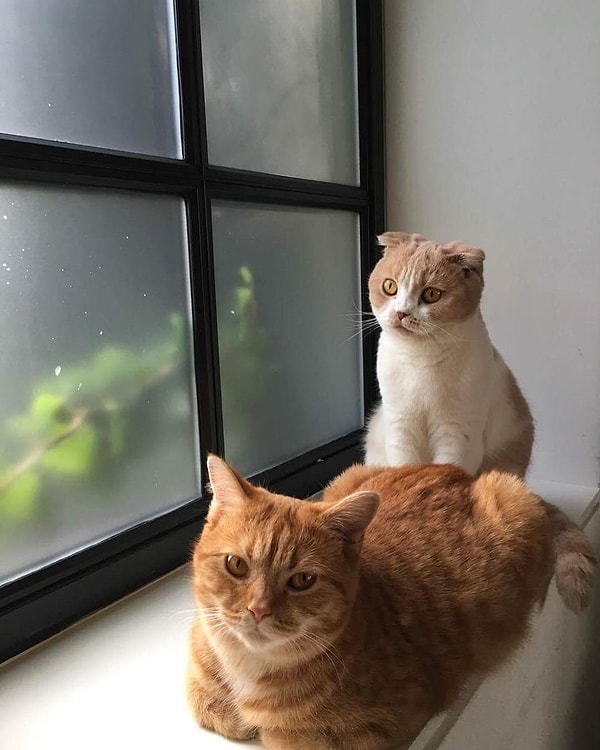 5. А этих двух кисок приютил у себя дома...