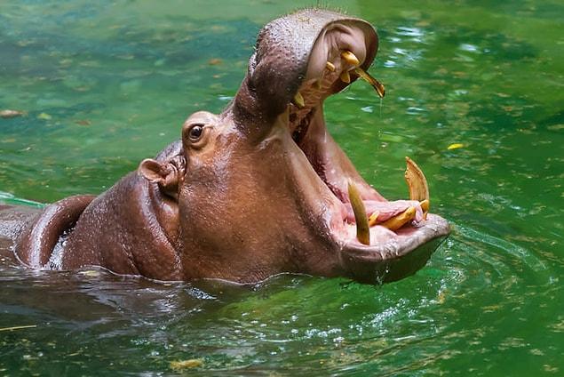 16. The hippopotamus is the most dangerous animal in Africa. They caused more human deaths than crocodiles.