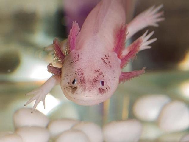17. The axolotl is the only animal capable of regenerating amputated limbs, organs and injured tissues.