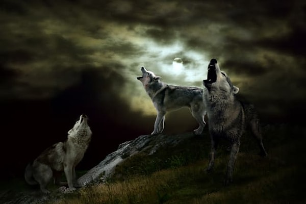 8. И, наконец, выберите волка: