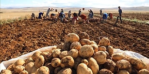 Gümrük Vergisi Sıfırlandı: Patates İthal Edeceğiz