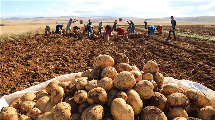 Gümrük Vergisi Sıfırlandı: Patates İthal Edeceğiz