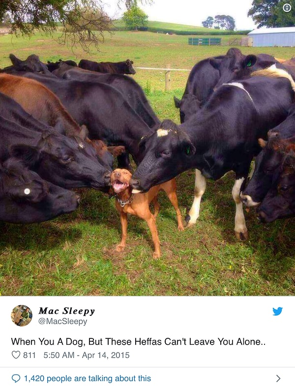 11. Коровы умеют любить всем сердцем даже тех, кто совершенно на них не похож!