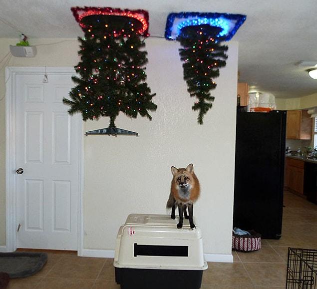 4. Fox proof Christmas tree and a portal!!