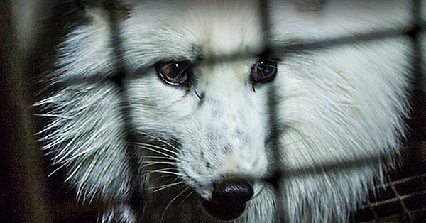 Мы надеемся, что все бренды и люди будут уважать права животных, избегая любых попыток нанести им вред, особенно в использовании натуральных меха и кожу, защищать их право на жизнь и охранять окружающую среду.