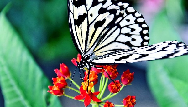 3. Какое из этих насекомых имеет только одну пару крыльев?