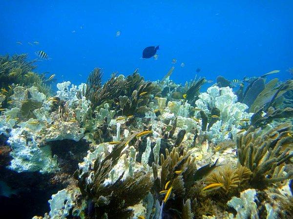 Tropik bölgelerde, hemen hemen tüm mercan resif habitatları tahrip olabilir.