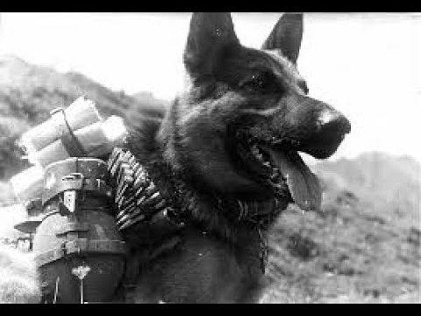 Alman ordusu köpekleri de birincil hedef olarak belirledi. Makineli tüfekler köpeklere ölüm saçıyordu.