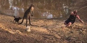 Köpeklerini Korumak İsterken Kangurunun Saldırısına Uğrayan Adam