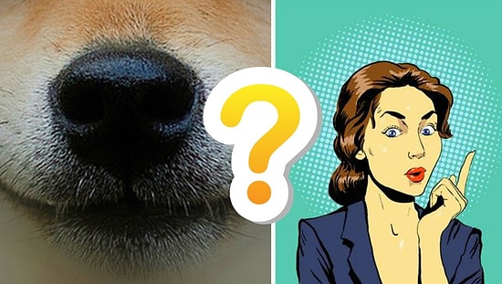 Тест: Сможете ли вы угадать зверька по его носику?