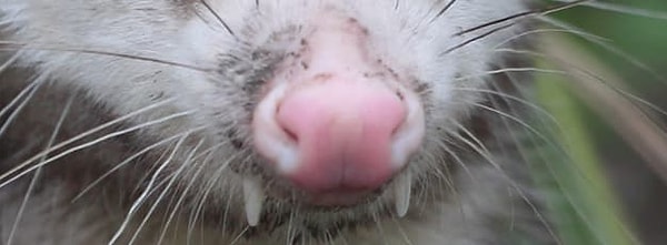 9. Кто это такой загадочный и необычный?