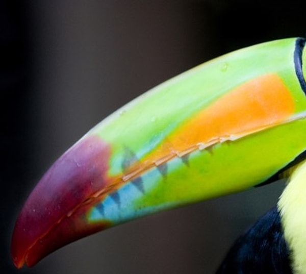 10. И последнее: чей "носик"?