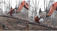Dünya Sadece İnsanlara Ait Değil! Evini Korumak İçin Buldozer ile Mücadele Eden Orangutan