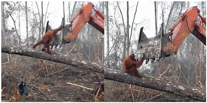 Dünya Sadece İnsanlara Ait Değil! Evini Korumak İçin Buldozer ile Mücadele Eden Orangutan