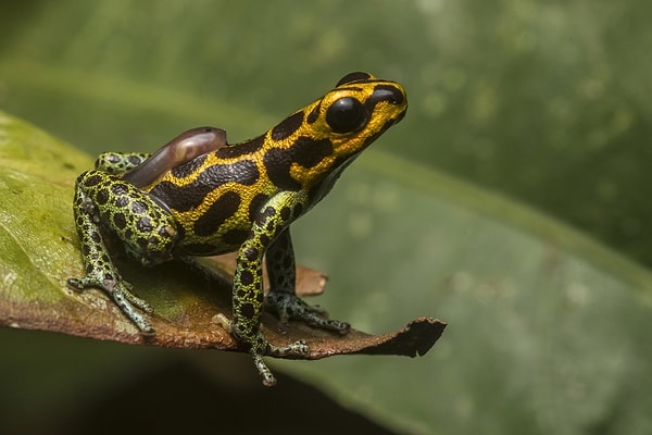 9. Участник категории "Поведение" Антон Сорокин. На фото изображено одно из самых ядовитых существ - лягушка-древолаз, которая несет на спине своего детеныша-головастика