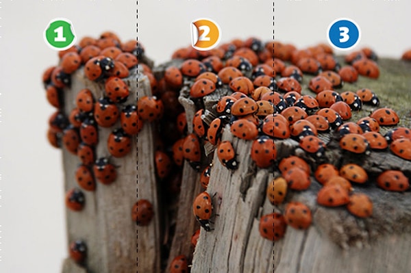 6. Кажется, среди этих симпатичных божьих коровок притаилась бабочка. Где она?