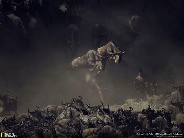 8. Первое место, Дикая природа: "Полет на переправе"