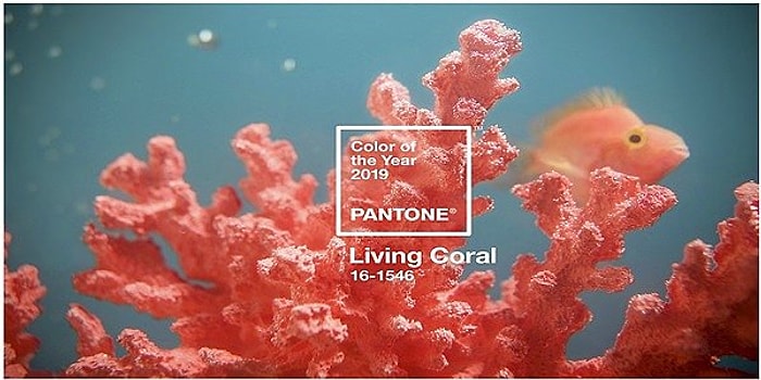 Он избавит от хандры: коралловый объявлен главным цветом 2019 года