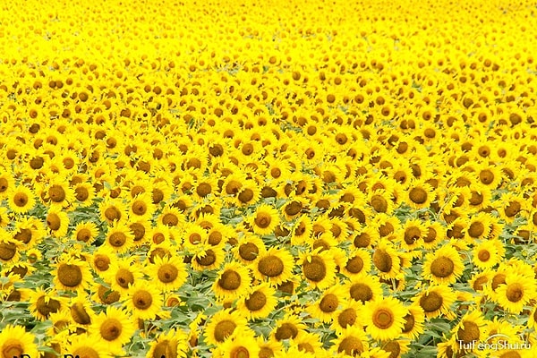 Вы позитивный и открытый человек