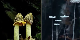 Time Lapse Olarak Mantar Türlerinin Muhteşem Büyüme Görüntüleri