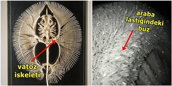 İnsan Gerçekten Hayret Ediyor! Görünce Ufak Çaplı Bir Şaşkınlık Yaşamanıza Neden Olacak 17 Görsel