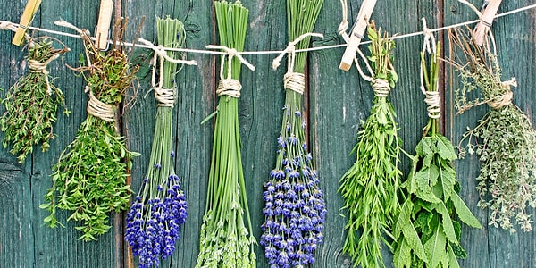 2. Выберите растение: