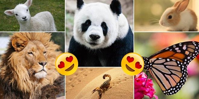 Birine Aşık Olunca Hangi Hayvana Dönüşüyorsun?