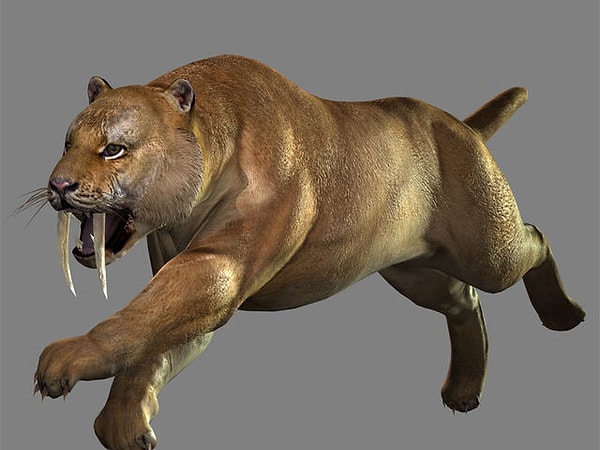 Вы саблезубый тигр