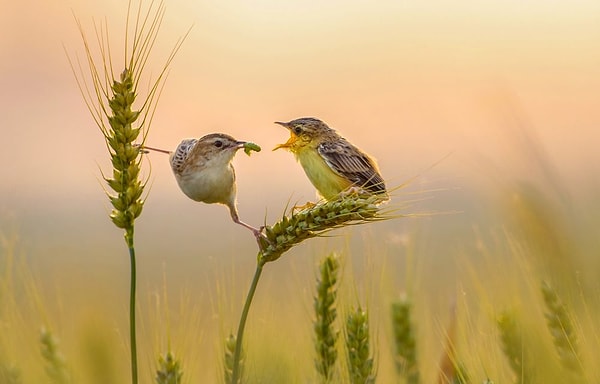 8. Второе место в категории "Живой мир".