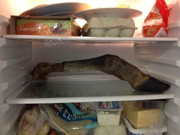 18. Bu adam buzdolabını açtı ve bir hayvan bacağı buldu. Daha kötüsü de olabilirdi. Bir insan bacağı bulabilirdi...