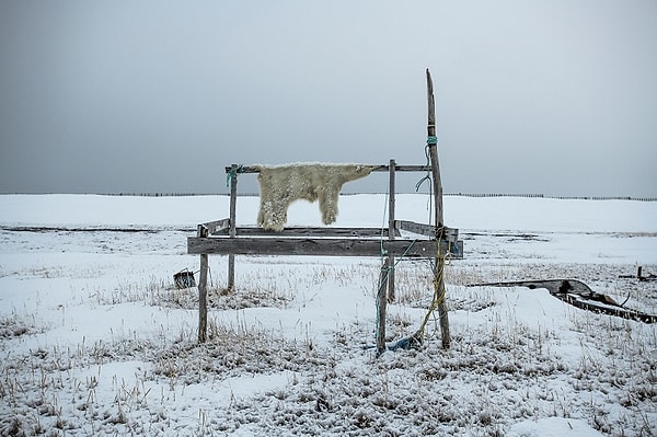 19. Подготовка шкуры белого медведя к продаже, Аляска.