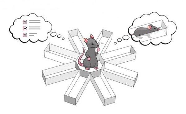 3. Bilim insanları, farelere insan beyni hücrelerini aşıladı ve davranışlarının nasıl değiştiğini inceledi.